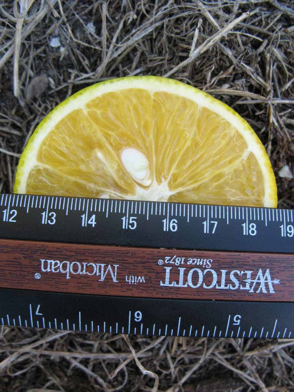              Fruit cross-section (Winter Haven, FL)       